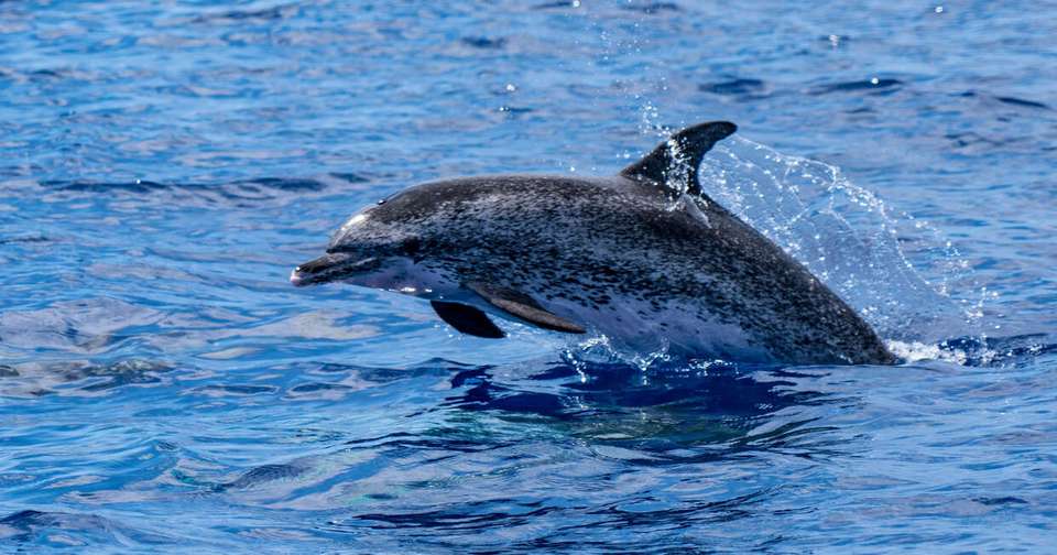 Upgraded - Madeira Island Discovery - Explore - Portugal - Image 5