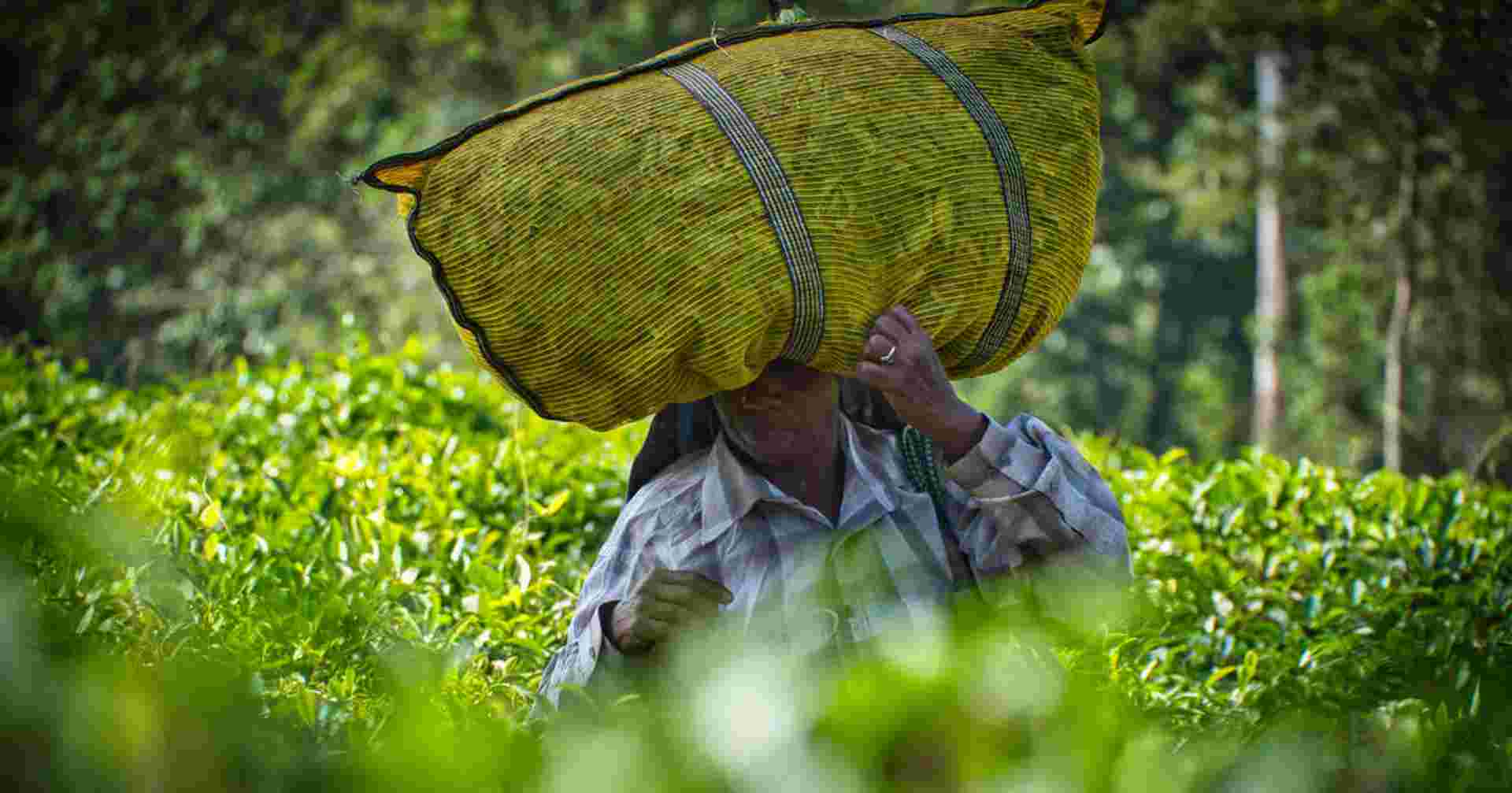 Upgraded - South India: Kerala to Goa