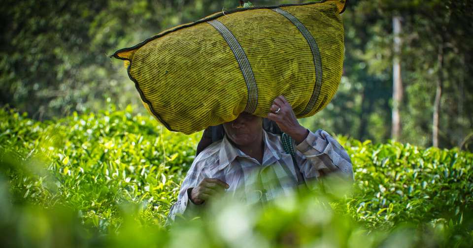 Upgraded - South India: Kerala to Goa - Explore - India - Image 1