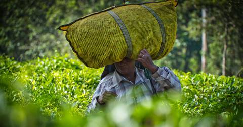 Upgraded - South India: Kerala To Goa - December 2026