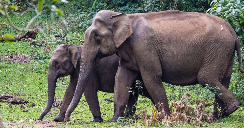 Upgraded - South India: Kerala to Goa - Explore - India - Image 16