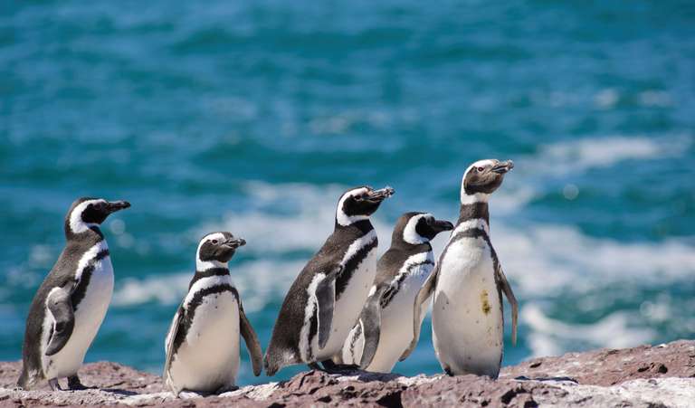 Valdés Peninsula Add-on Tour trip - alternative tour available