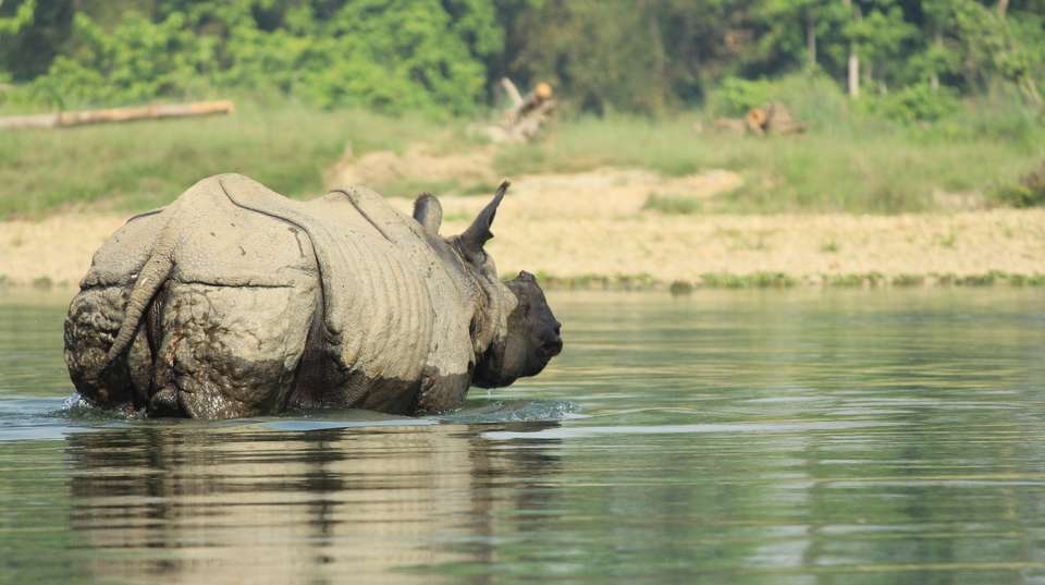 Kathmandu Sightseeing & Chitwan National Park Tour - Travel Max Guide - Nepal - Image 13