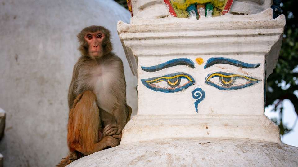 Kathmandu Sightseeing & Chitwan National Park Tour - Travel Max Guide - Nepal - Image 9