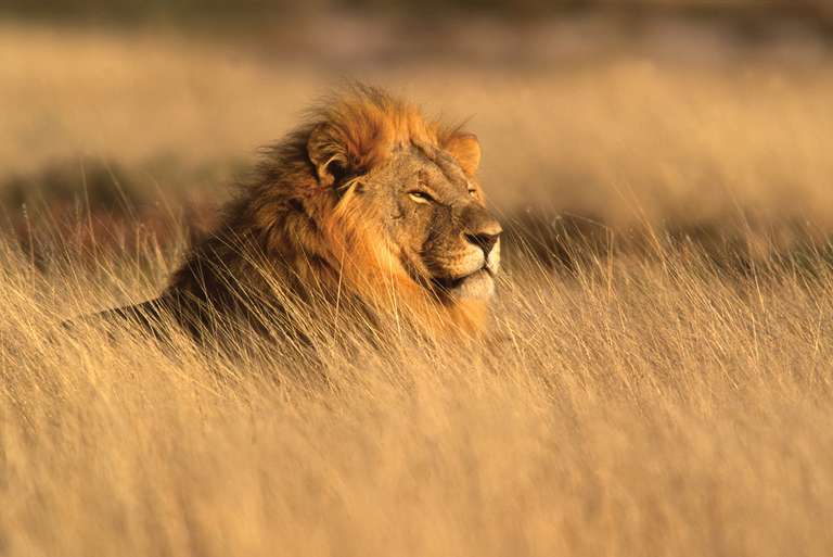 Africa Wildlife safaris and game drives Tour: Vic Falls to Cape Town