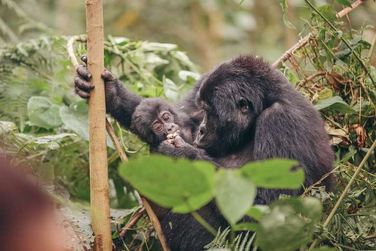 Vic Falls to Gorillas - March 2027