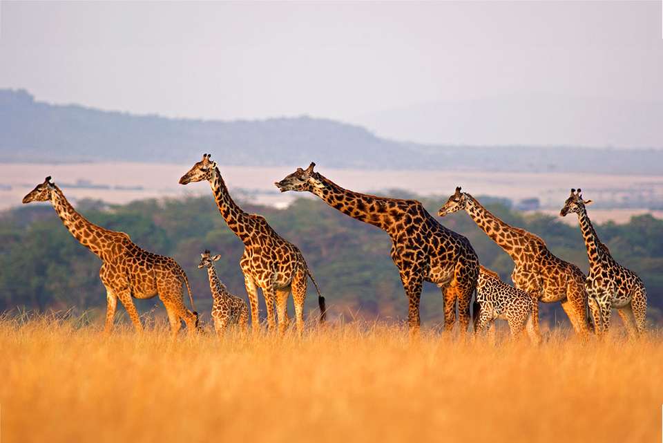 Victoria Falls to Gorillas - Intrepid Travel - Zimbabwe - Image 20