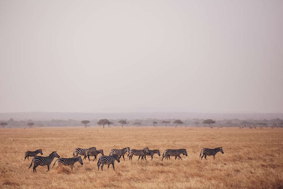 Victoria Falls to Gorillas - Intrepid Travel - Zimbabwe - Image 18