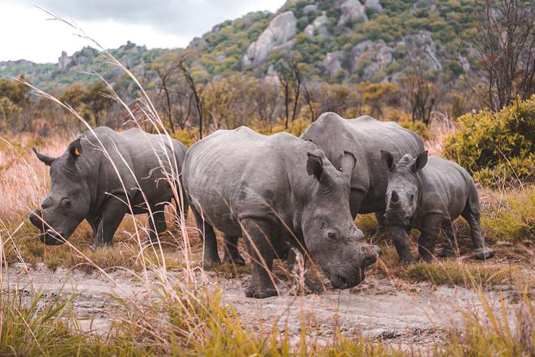 Africa Wildlife safaris and game drives Tour: Vic Falls to Kruger