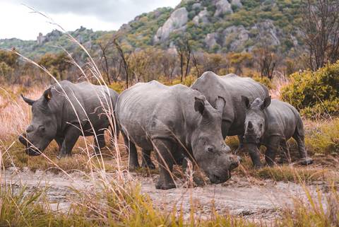 Africa Wildlife Safaris And Game Drives Tour: Vic Falls To Kruger