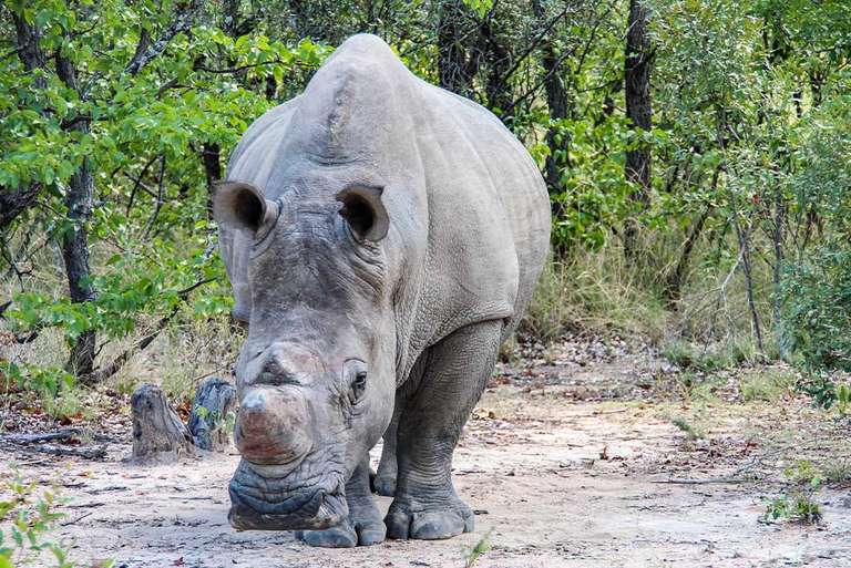 Vic Falls to Stone Town trip - alternative tour available