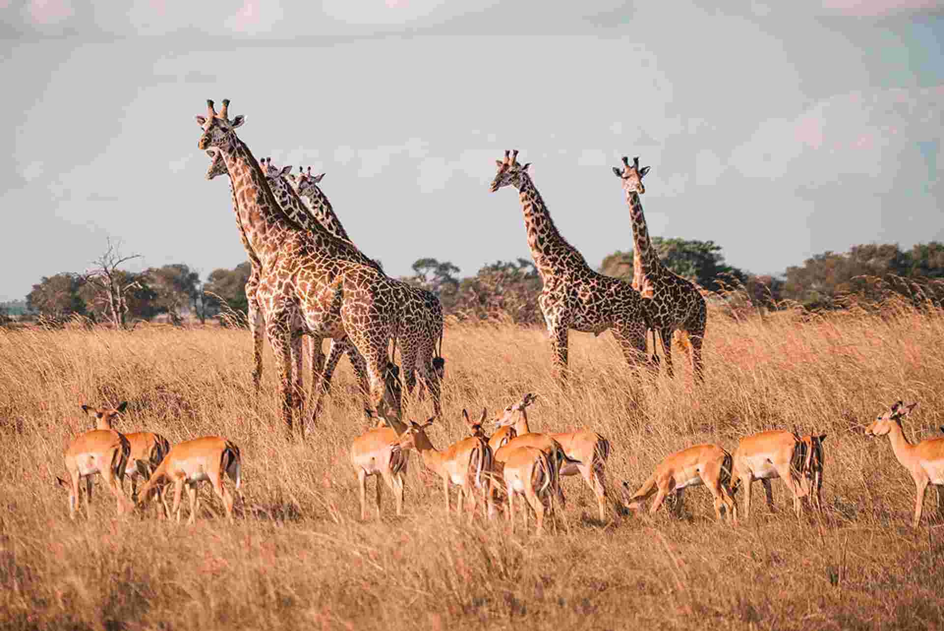 Vic Falls to Stone Town
