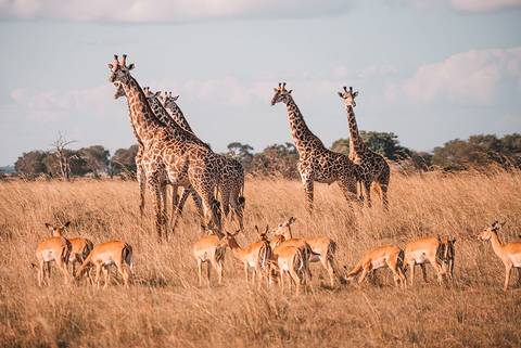 Vic Falls To Stone Town - Spring Tours