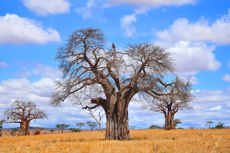 Victoria Falls to Stone Town - Intrepid Travel - Zimbabwe - Image 4