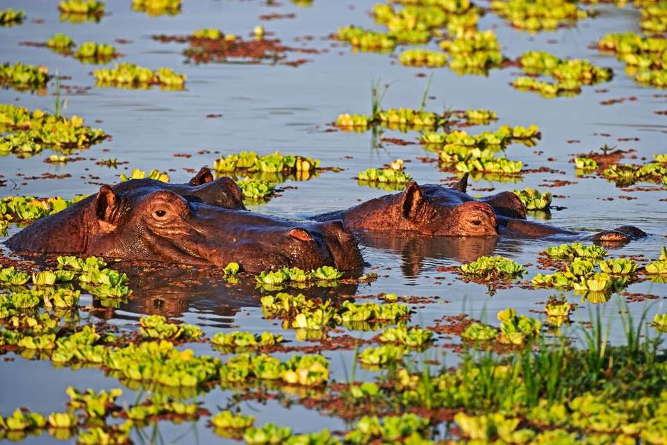 Victoria Falls to Stone Town - Intrepid Travel - Zimbabwe - Image 9
