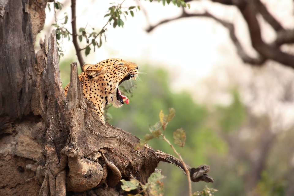 Vic Falls to Zanzibar - Intrepid Travel - Zimbabwe - Image 2