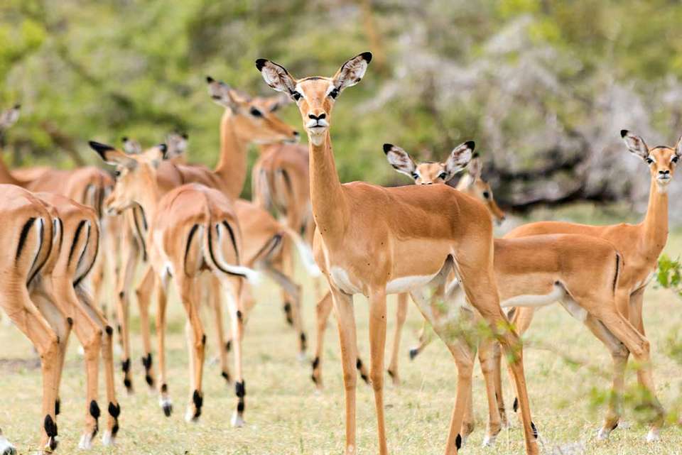 Vic Falls to Zanzibar - Intrepid Travel - Zimbabwe - Image 10