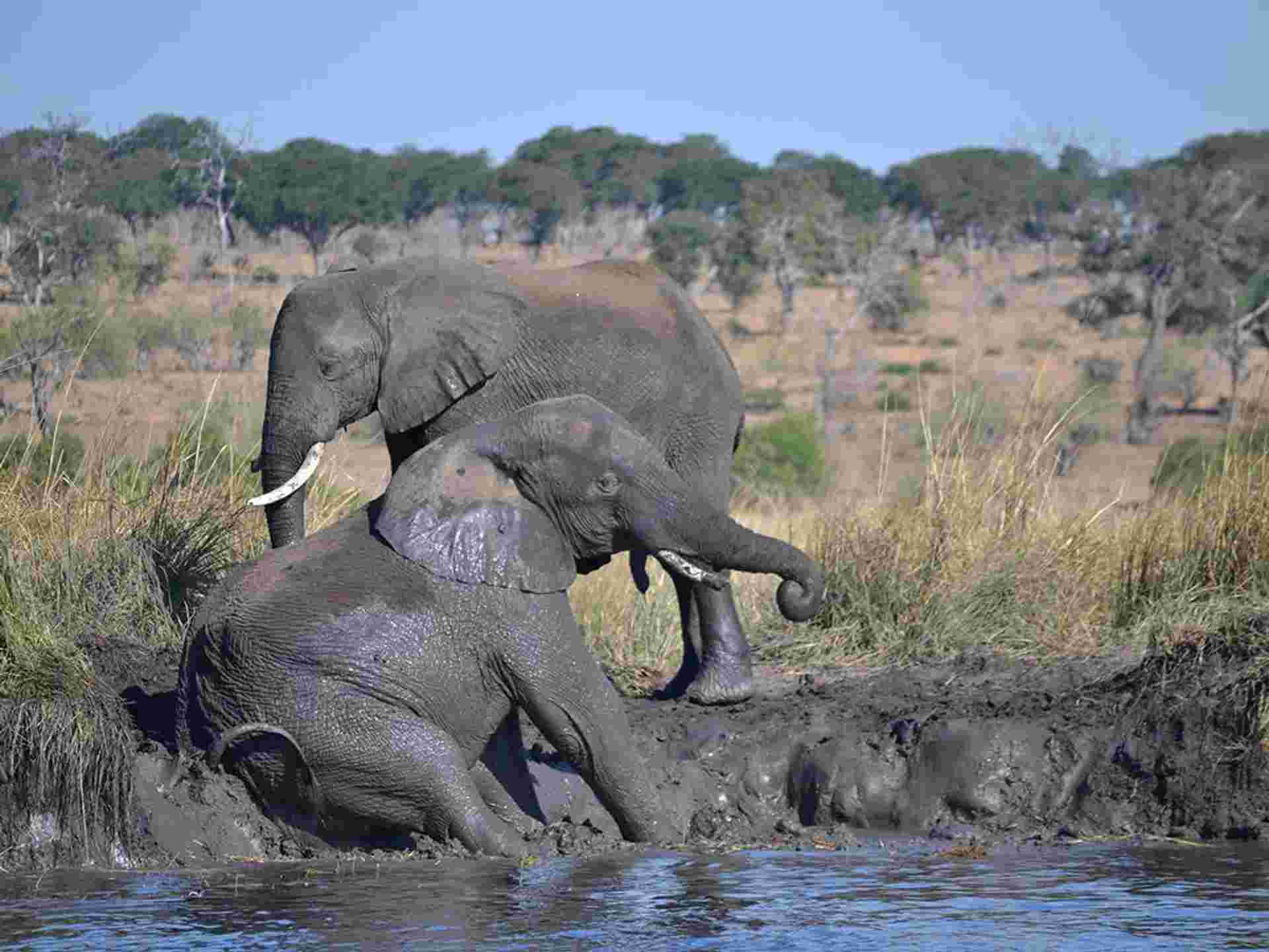 Victoria Falls & Chobe Adventure 4D/3N (from Livingstone)