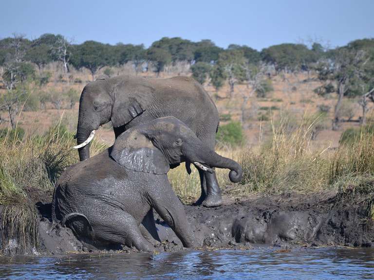 Victoria Falls Explorer Tour: Victoria Falls & Chobe Adventure 4D/3N (from Livingstone)