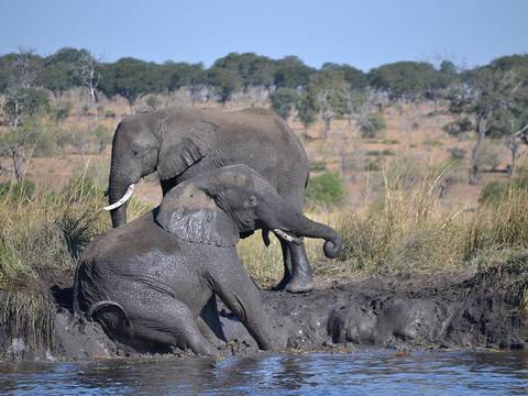Victoria Falls Explorer Tour: Victoria Falls & Chobe Adventure 4d/3n (from Livingstone)