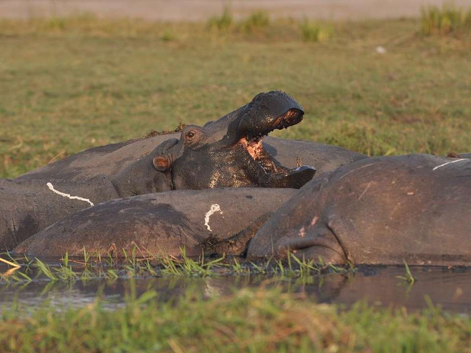 Victoria Falls & Chobe Adventure 4D/3N (from Livingstone) - Bamba - Zambia - Image 3