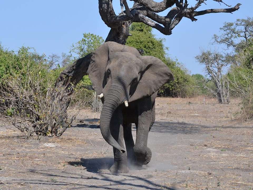 Victoria Falls & Chobe Adventure 4D/3N (from Livingstone) - Bamba - Zambia - Image 4