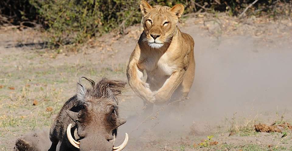 Victoria Falls & Chobe National Park 4 D/ 3 N Package - Dk Tours & Safaris - Zimbabwe - Image 10