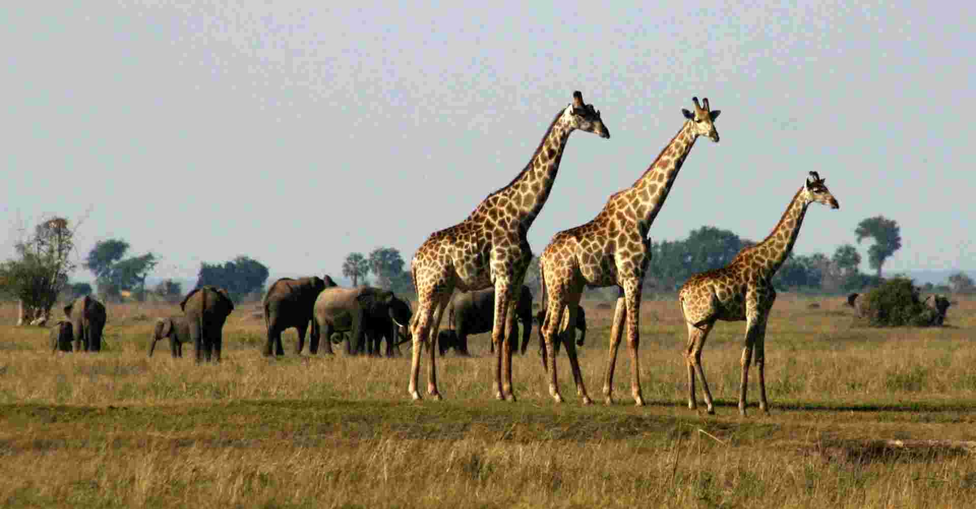 Victoria Falls & Chobe National Park 4 D/ 3 N Package