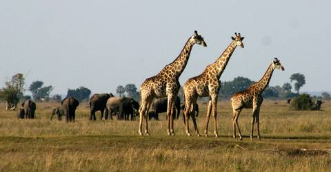 Victoria Falls & Chobe National Park 4 D/ 3 N Package - Fall Tours