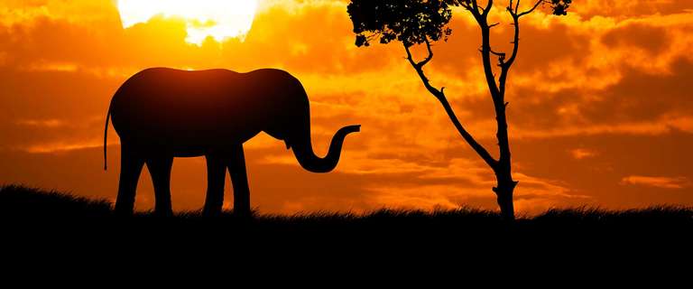 Nairobi National parks Tour: Victoria Falls & East Africa Adventure