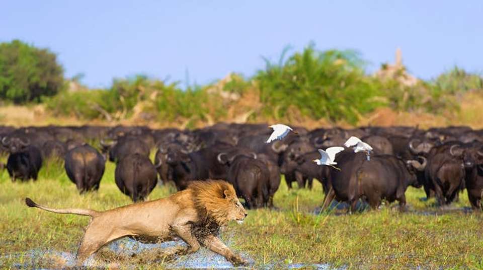 Victoria Falls & Okavango Delta: Fly-in Safari - Dk Tours & Safaris - Zimbabwe - Image 5