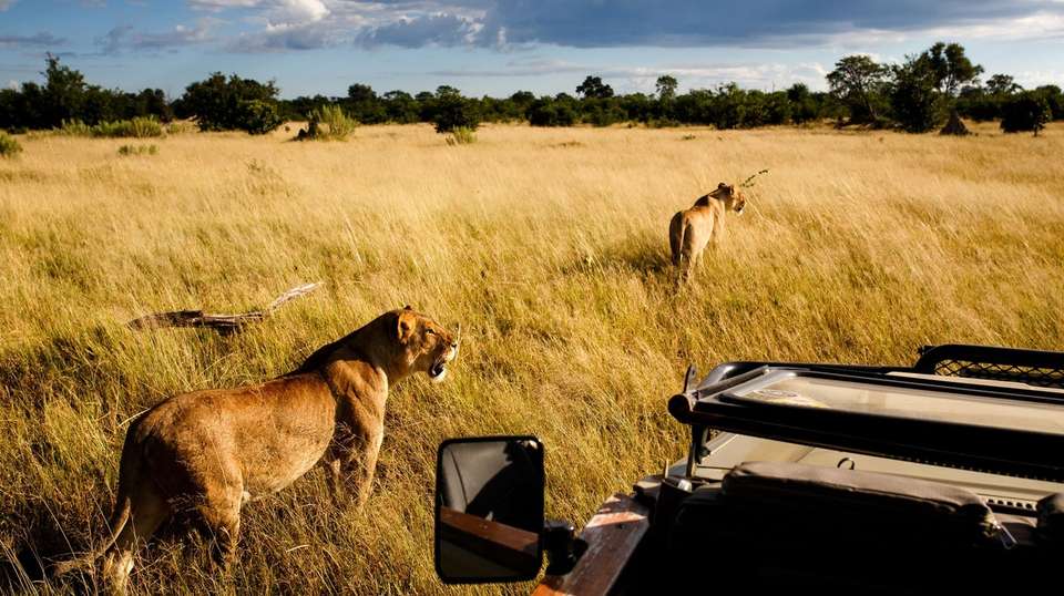 Victoria Falls & Okavango Delta: Fly-in Safari - Dk Tours & Safaris - Zimbabwe - Image 6