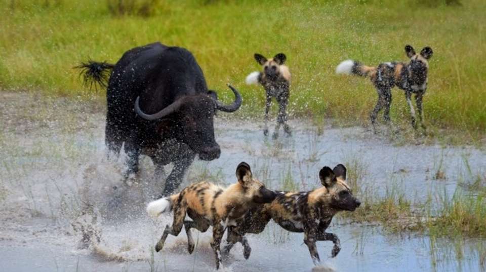 Victoria Falls & Okavango Delta: Fly-in Safari - Dk Tours & Safaris - Zimbabwe - Image 7