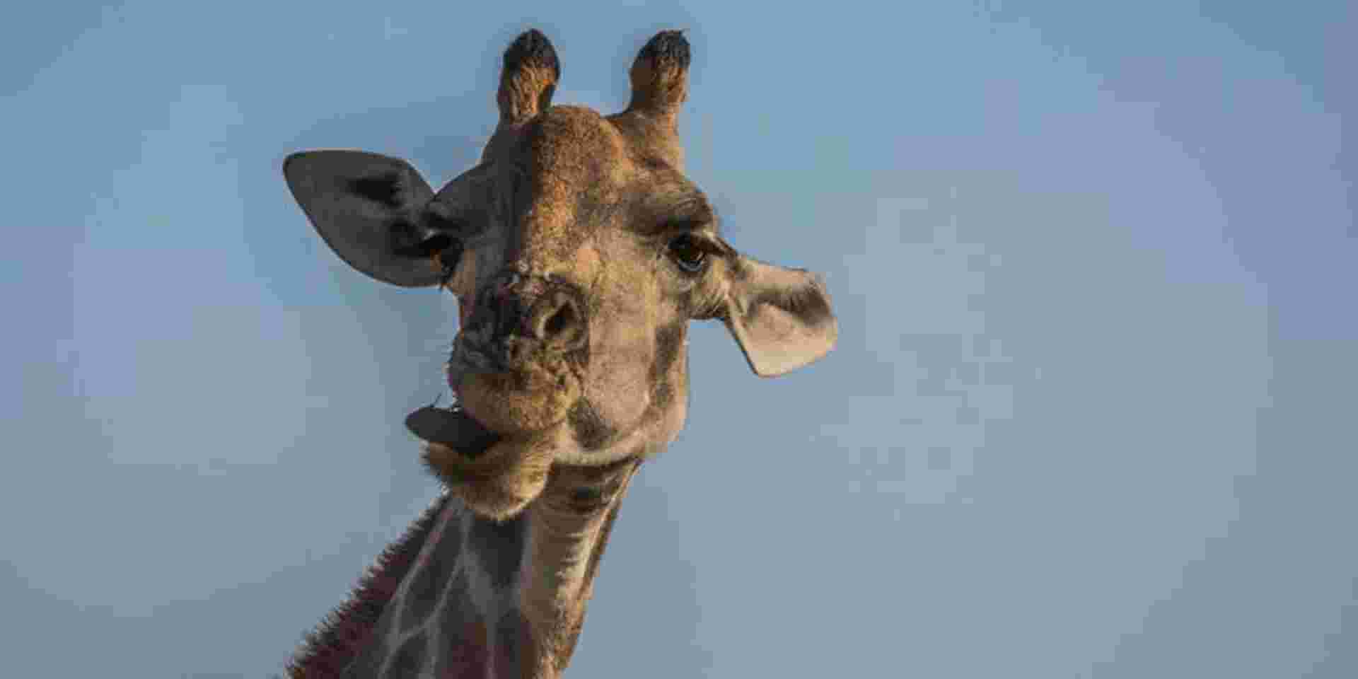 Victoria Falls to South Africa Overland Safari & Participation Camping