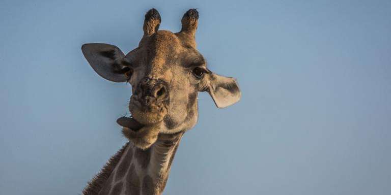 Victoria Falls to South Africa Overland Safari & Participation Camping - 8 days