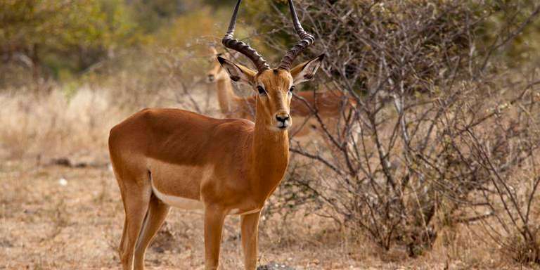 Victoria Falls to South Africa Overland Safari & Participation Camping trip - alternative tour available