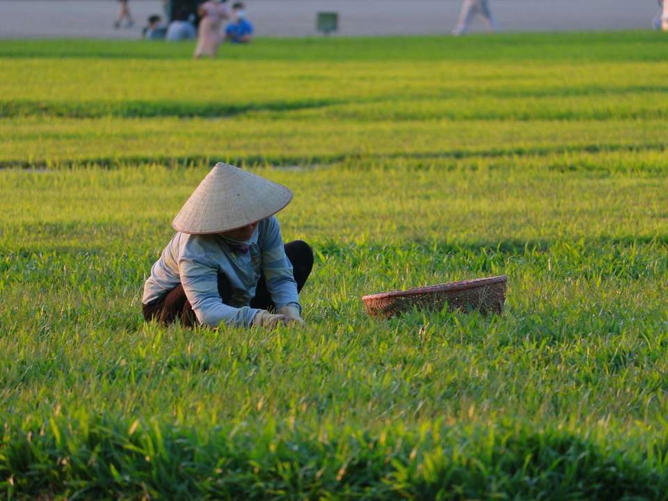 Vietnam & Thailand Refined Journey - 11 days - On The Go Tours - Vietnam - Image 3