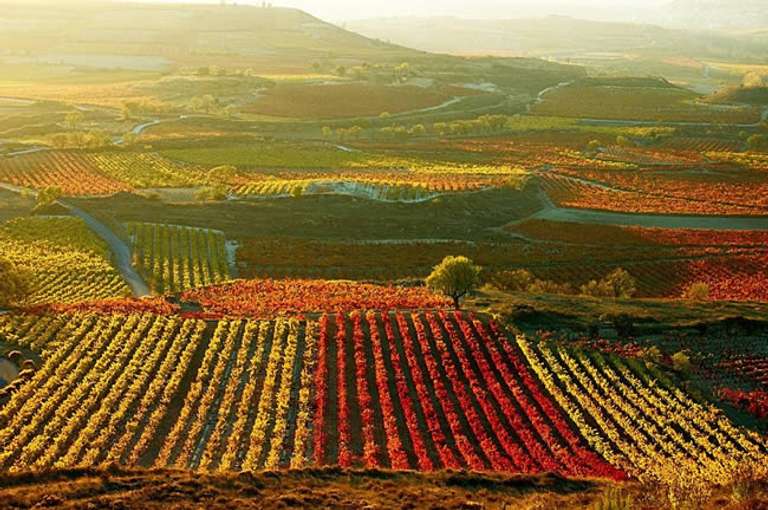 Spain Food Tour: Vineyards of La Rioja Cycling