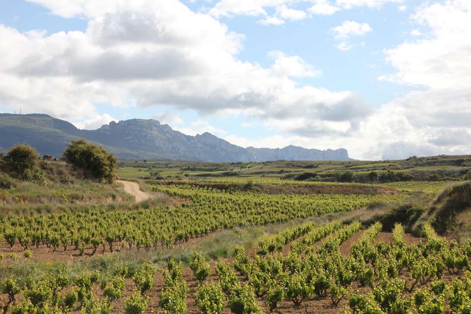 Vineyards of La Rioja Cycling - Exodus Adventure Travels - Spain - Image 7