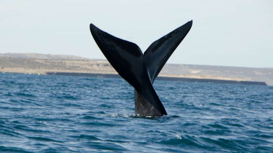 Visiting Patagonia 12 nights - Ripioturismo - Argentina - Image 2