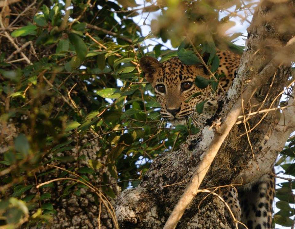 Vivacious Sri Lanka, Private Tour - Destination Services - Sri Lanka - Image 7