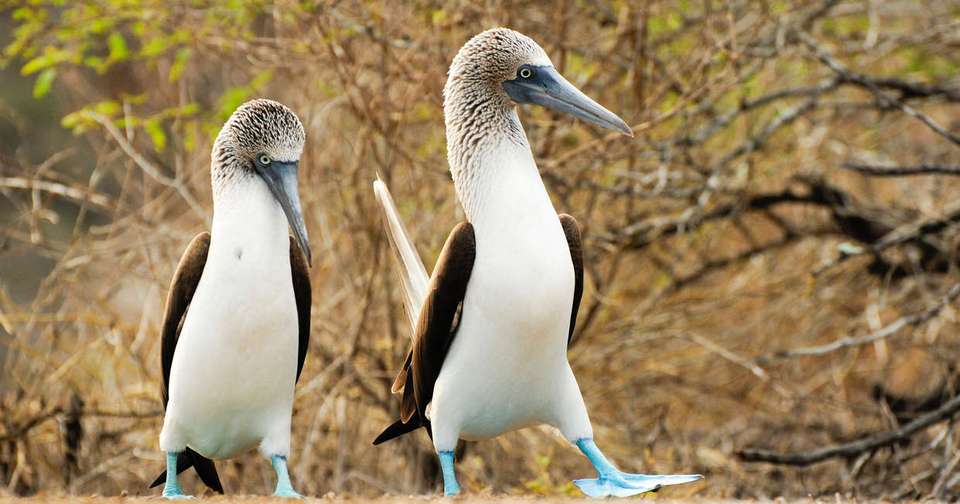 Volcanoes and Galapagos - Explore - Ecuador - Image 15