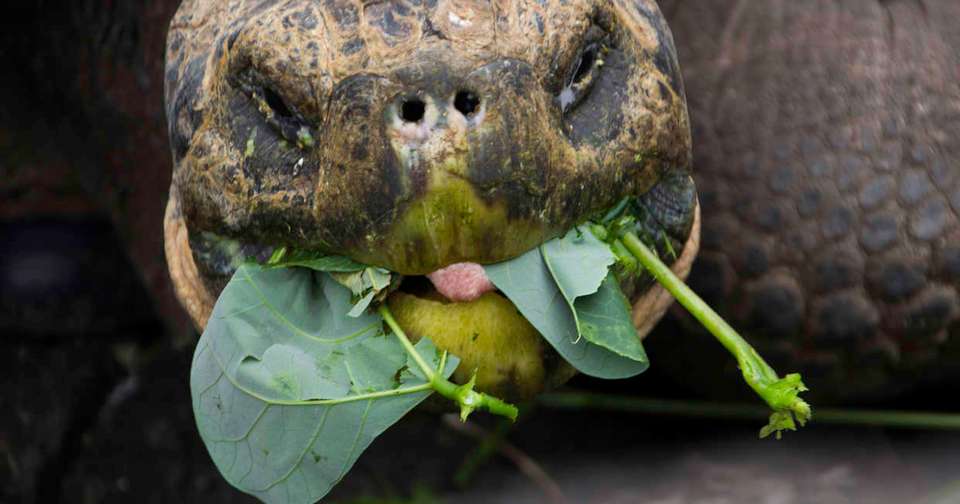 Volcanoes and Galapagos - Explore - Ecuador - Image 8