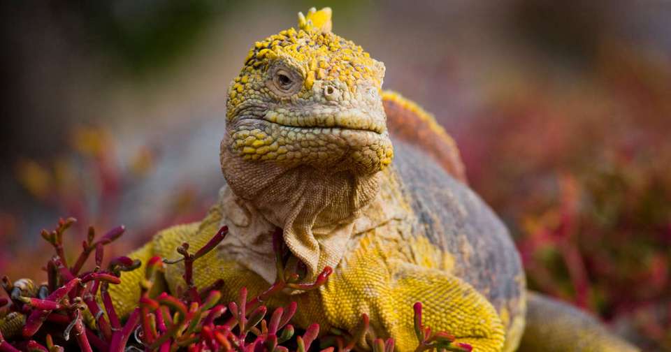 Volcanoes and Galapagos - Explore - Ecuador - Image 7
