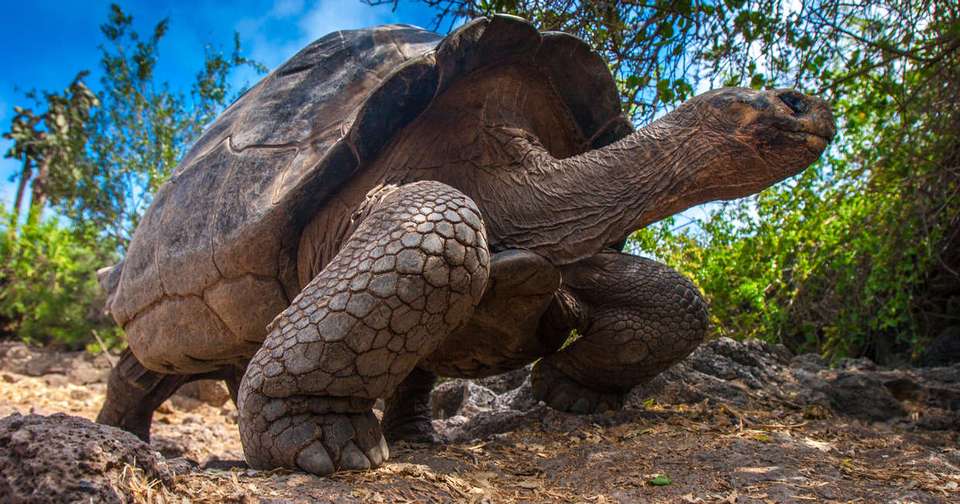 Volcanoes and Galapagos - Explore - Ecuador - Image 5
