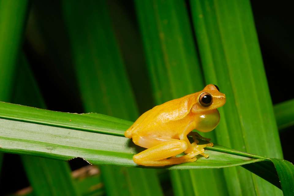 Volcanoes, Nature And Caribbean, Self-drive - Destination Services - Costa Rica - Image 1
