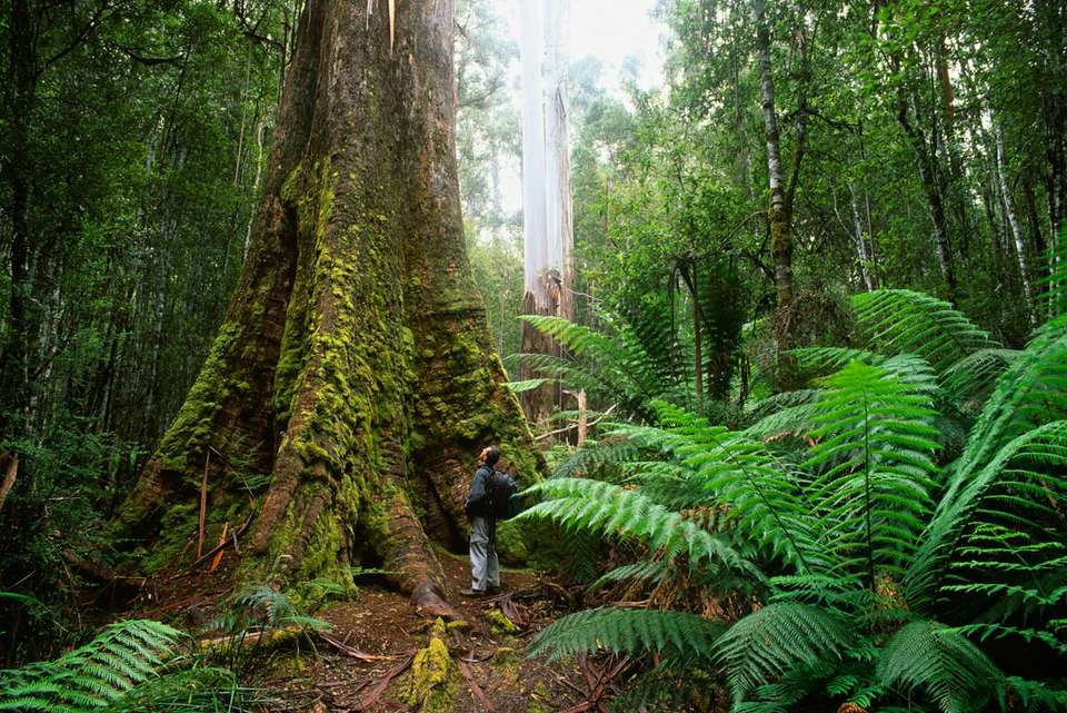 Walk Bruny Island & Tasmania's South West - Intrepid Travel - Australia - Image 6