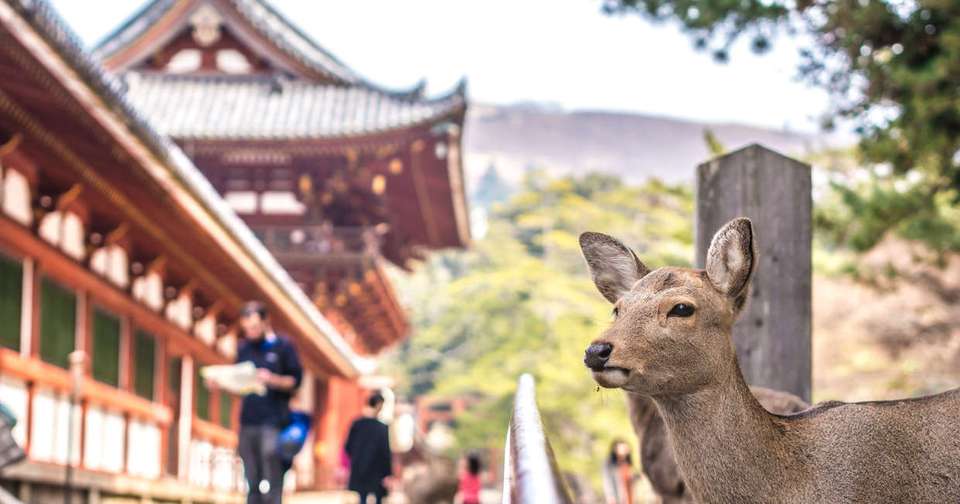 Walk Japan - Kumano Kodo Trail - Explore - Japan - Image 6