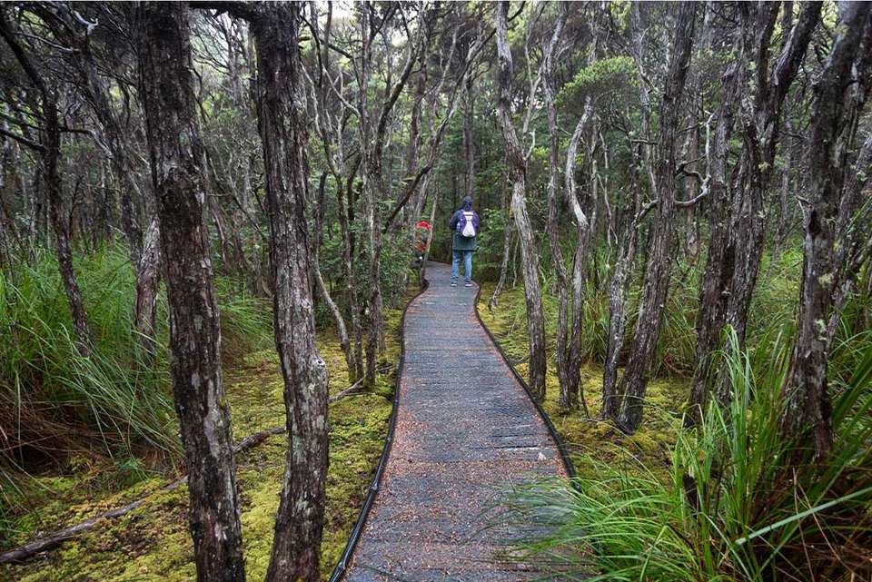 Walk Tasmania's Bay of Fires - Intrepid Travel - Australia - Image 5