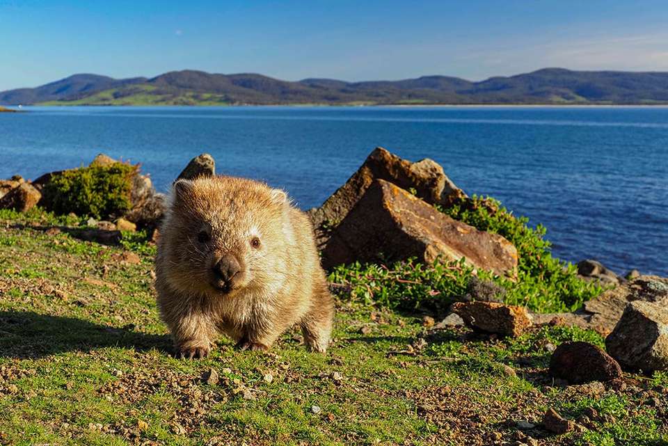 Walk Tasmania’s Capes, Freycinet & Maria Island - Intrepid Travel - Australia - Image 10